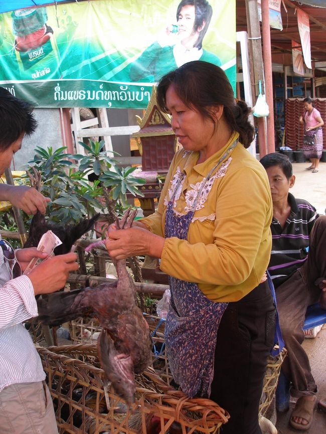 いくつかの中から一羽の鶏を選択。