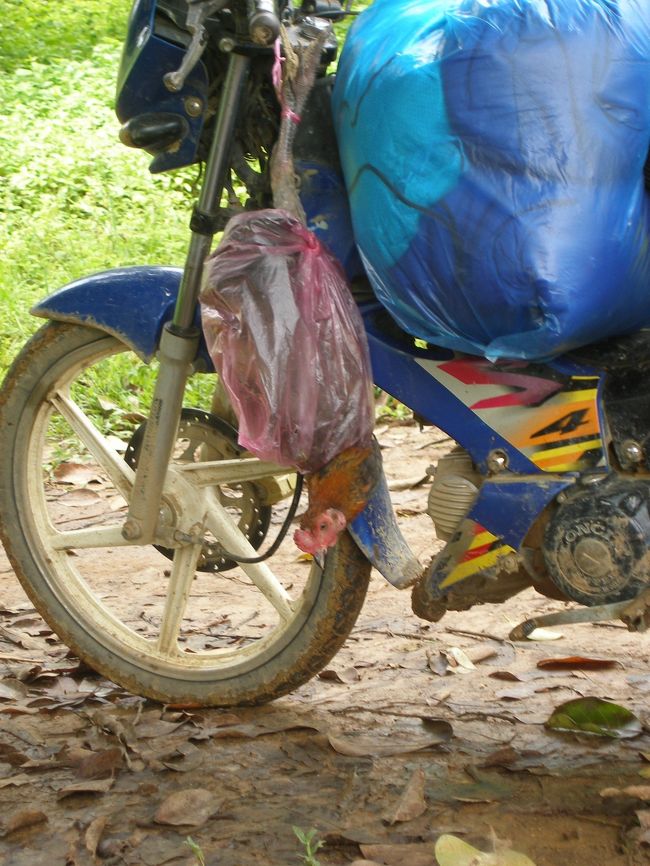 よく見るとあの鶏もここに！！