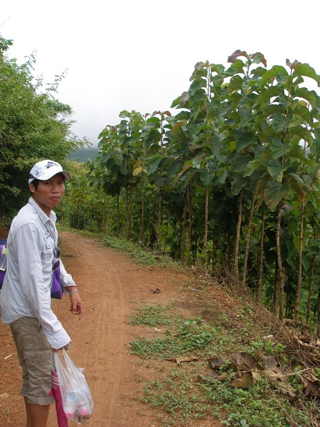 ガイドさんは細かい気の効く方で「ここは坂が急だけどこれを通り過ぎるとこれより急な所はないので頑張って。」などと声をかけてくれる。急と言っても去年のネパールに比べれば対したことない。しかもバナナやチークの木の林があって木陰も多い。心配された雨も数分小降りのときがあったくらいで，傘で十分対応できた。傘はどちらかと言うと日傘と化してた。