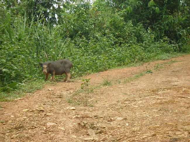 しばらく行くと，道の真ん中に泥まみれの豚さんが一匹。ずっとこちらを見ている。僕たちが近づくと，来るのを待ってたかのように　向こうに向かって歩き始めた。