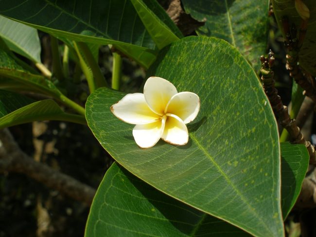 ラオスの国花らしい。ガイドさんが言うには日本の桜みたいなもんですねと。