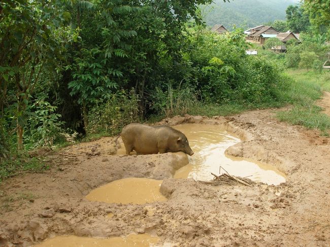昨日の豚とは違うと思うが泥の水たまりで気持ちよく水浴び。