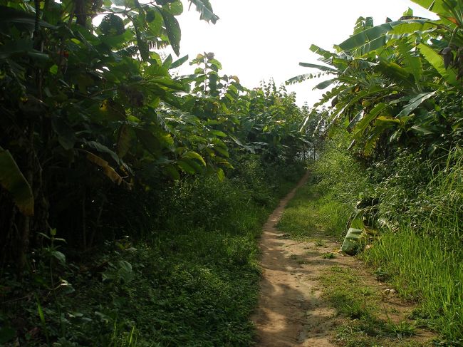 ホームステェイ先のお家はこの辺りのバナナやチークの木の畑の持ち主でもあるらしい。