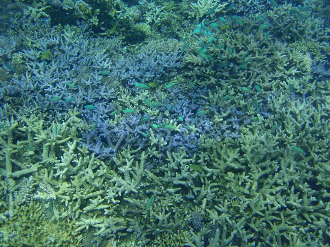 これは午後のサンゴツアーの写真。<br /><br />サンゴはきれいでしょう。<br /><br />でもライフジャケットを着てるのでね。<br /><br />ボートで出発して、なぜか座間味島の方に向かっていきます。<br />座間味島とガヒ島の間くらいでした。<br />ＨＰでは、アムロ島または、ヤカビ島でシュノーケルになっている。<br />うねりがあったためか・・<br /><br />でもサンゴきれいでした。<br />