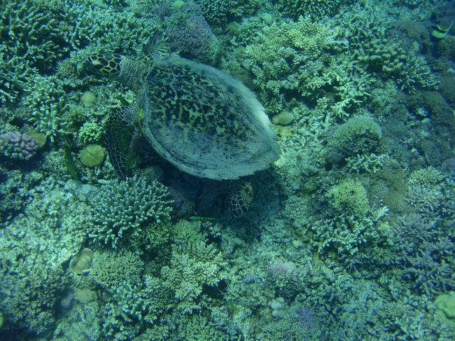 カメさん<br /><br />私はこの１匹しか見なかったですが、もう１匹いたのですって。