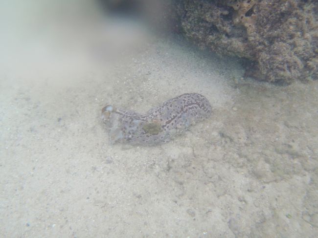 Guamだらだらへべれけ旅行 ２０１１年８月 グアム グアム の旅行記 ブログ By 虎キチお岩さん フォートラベル