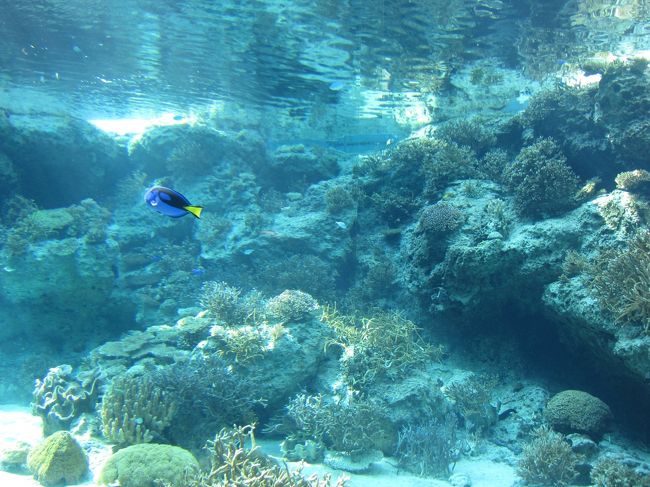 ヒトデなどを触れるタッチプールを抜け奥に行くと美しい風景が広がっています。<br />