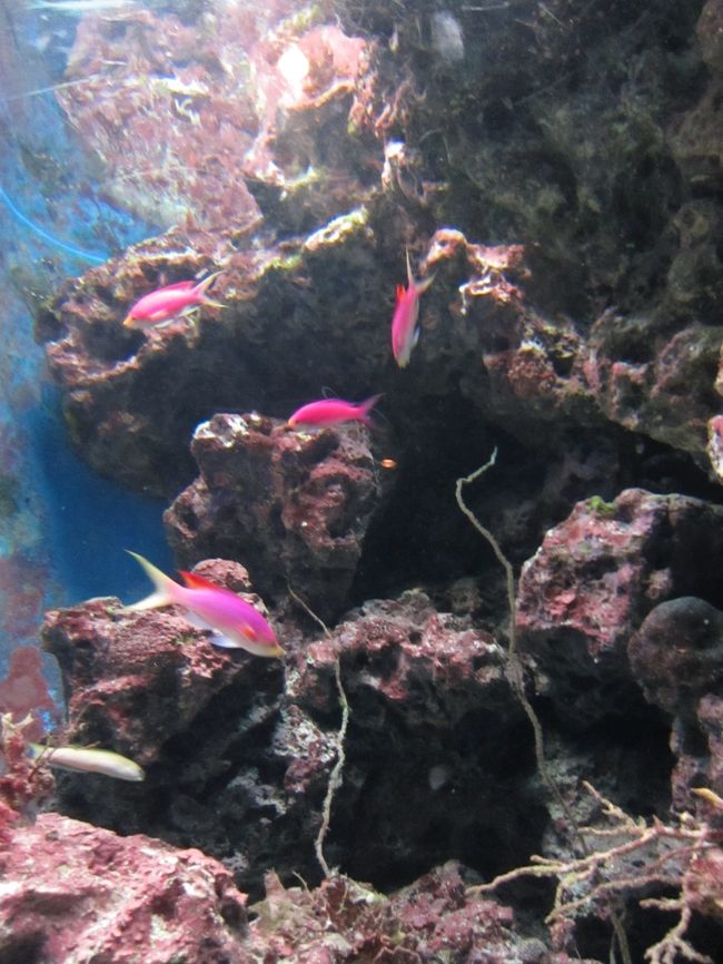 個別水槽の中にいた「ハナゴイ」。<br /><br />女子に人気そうな可愛いピンク色です♪