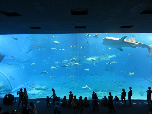 ！！<br />やって来ました大水槽！<br /><br />すごい、旅行雑誌で見るのと全く同じの風景！