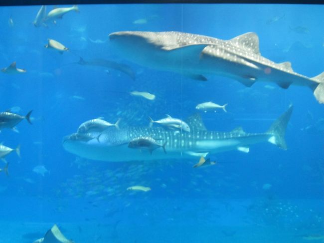 ここからジンベイザメとの戦いになります（笑<br /><br />動いてなかなかうまく撮れないのです（汗