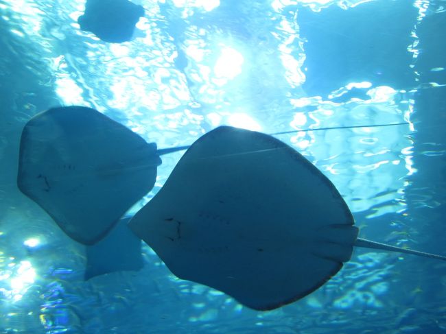 あ、エイ。マンタ？