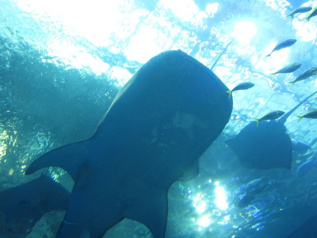 下からのアングル。でかい。