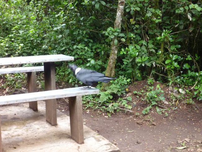 ランチを食べていると、カラスに似た鳥が食べ物を獲りにきました。