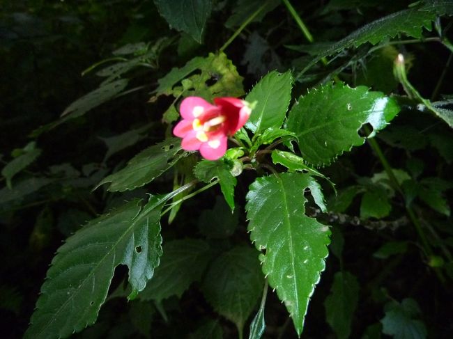 名前忘れました