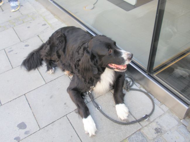 ご主人様を店の前で待つワンちゃん。<br />犬は基本的に放し飼いのようですが、良くしつけられています。<br />つなぐのはご主人が店に入ったときのみ。