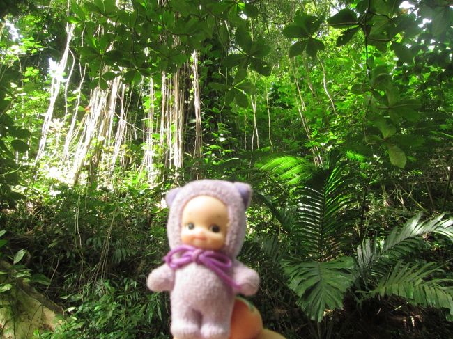 マノアはダウンタウンから20分くらい入ったところ。<br />なのに、かなりの山です。