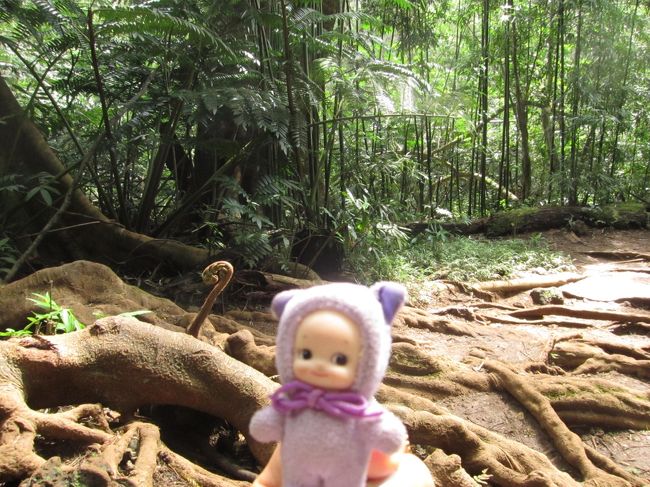 巨大な蕨みたいなのもあります。<br />緑豊かな山歩きです。