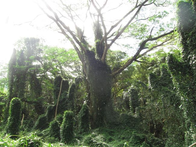 ジャングルです。