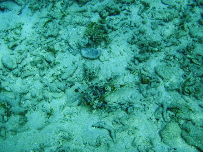 なんとかせみっていう魚だったと思われます。