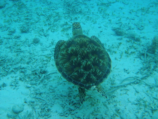 かわいい。<br />大満足。<br />今日は人が多くて、一緒に写真が撮れない・・<br />朝の満潮を狙うか？<br />6時とか7時ですが・・・