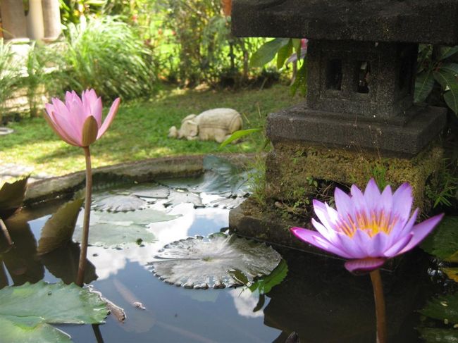 ウブドホテルのお庭。<br /><br />奥で寝転がってる象さんはこのホテルのトレードマークなのか、<br />お庭のいたるところにいて、<br />ビジネスカードのロゴにもなっていた。<br /><br />なんかとってもかわゆいので、お土産にこの象さんの置物かって帰りました。