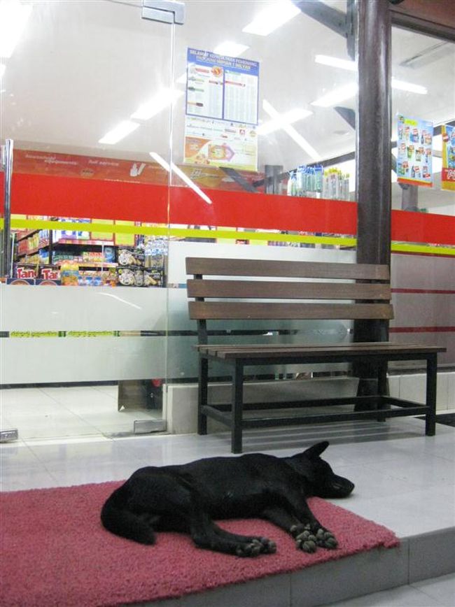 ダンスを見た帰りにコンビニに立ちより。<br /><br />犬が、、、こんなとこで寝とる、、<br /><br />一度はすぐやんだ雨が夜になるとまた降りだしてきた。<br /><br />ホテルのバルコニーで雨の音、かえるの鳴き声を聞きながら<br />まったり。<br /><br />いい感じ。<br /><br />このまま雨音を子守唄にすやすや〜〜おやすみなさ〜い。