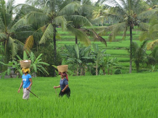 しばし、田園地帯散策<br /><br />この散策、よかったなあ〜〜。<br /><br />王宮の方角へ向かってもどると、<br />あれま、さっきのLOTUS　CAFEのところにでた。<br /><br />そして、RICE FIELD　はこちらと看板もあった。<br />観光名所だったのね、、。