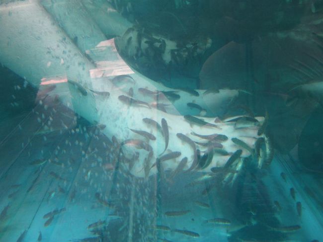 ちょいと歩きつかれたなあ、と思ったら<br />GOOD　TIMINGでFISH　SPAが、、<br /><br />王宮の前あたりです。<br /><br />２０分100000RPS<br /><br />Leganやタナロットにもあってそっちの方が安い。<br /><br />けど、絶妙なタイミングで現れたのでここでいたしました。<br /><br />最初、魚がうわ〜〜って足にくるので気持ち悪〜って思ったんですが、そのうちきにならなくなり、なんか細かいアワアワに足を突っ込んでいる感じかな。ちょっとくすぐったい。<br /><br />おもしろかった〜。足の疲れもふっとんだ！