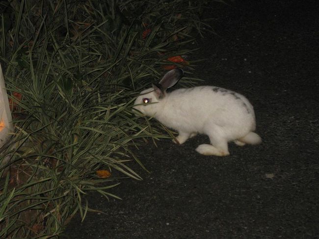 お部屋に行く道に<br />うさちゃんがいたよ。<br /><br /><br />