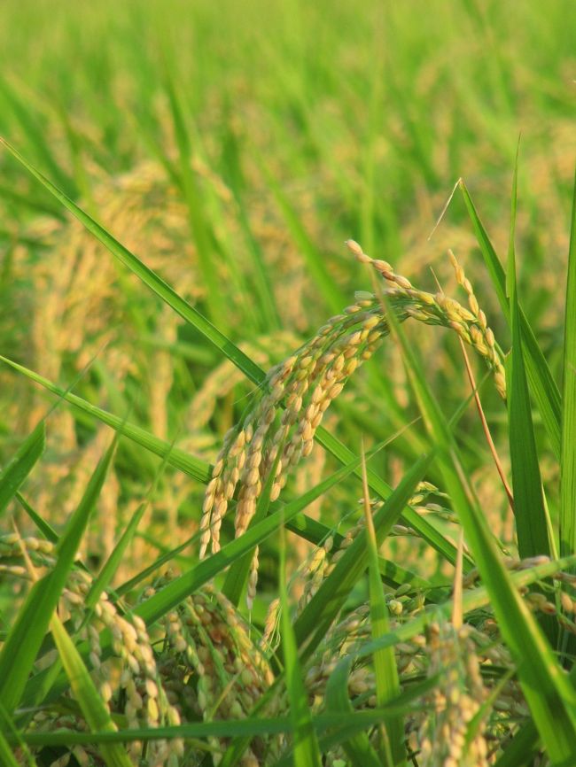 黄昏の光の下の夏の花と秋の花の出会いと裏の田んぼにたわわと実る稲穂 川越 埼玉県 の旅行記 ブログ By まみさん フォートラベル 黄昏の光の下の夏の花と秋の花の出会いと裏の田んぼにたわわと実る稲穂 川越 埼玉県 の旅行記 ブログ By まみさん フォートラベル