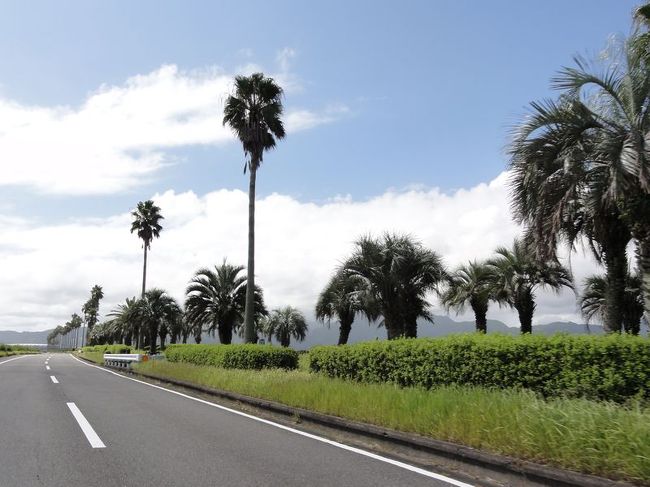 やってまいりました宮崎県！<br /><br />道がすでに南国ムード満点です。