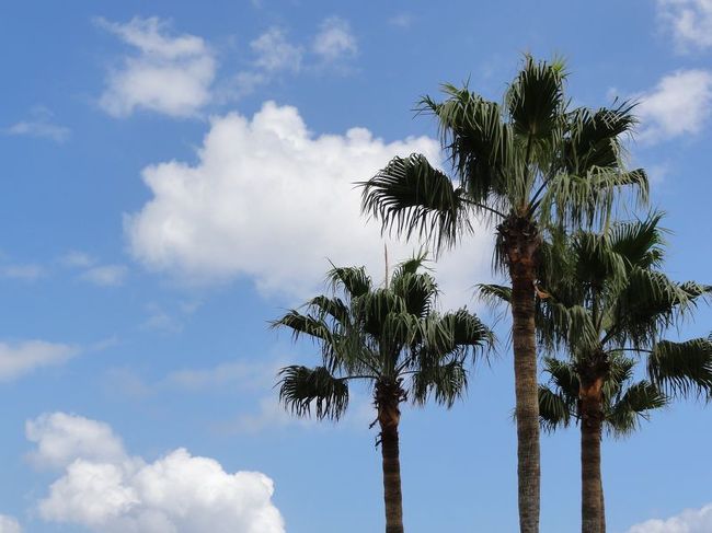 少し上を見上げるとそこかしこがこんな風景です。<br /><br />関東ナンバーワンツッコミのミムラさんなら必ず<br />ハワイかよ!?と突っ込んでくれるに違いありません。