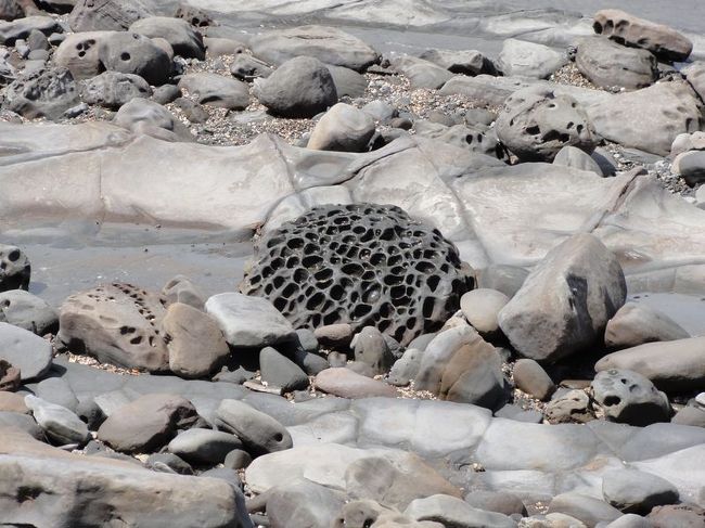 こうこう穴が密集している見るとなんかゾワゾワ〜ってする。