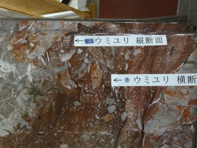 階段の手すり部分には化石が入っています。