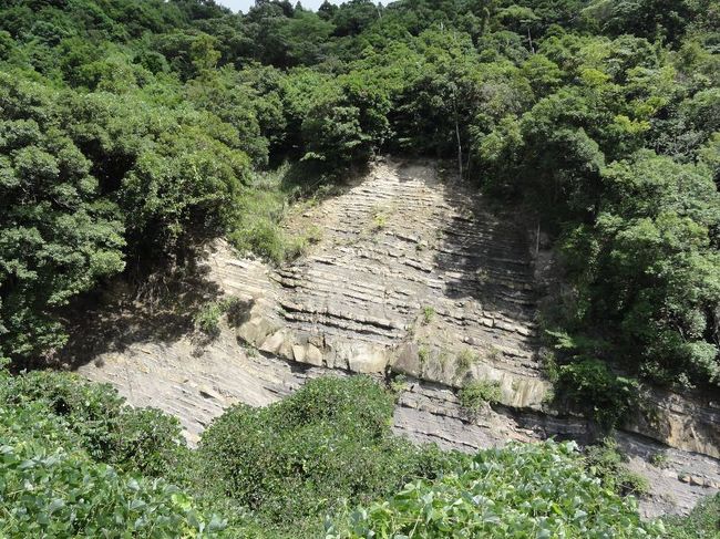 このような地層が海岸線に現れ侵食され鬼の洗濯板を形成するんでしょうね。