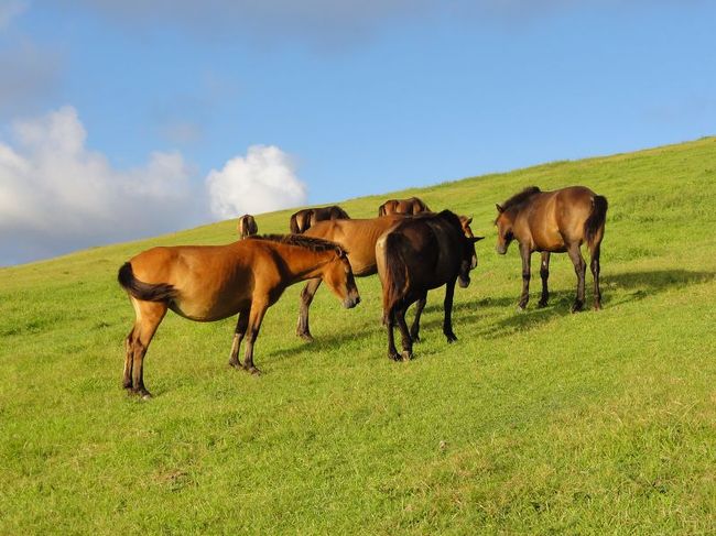 牧草を食べっぱなしです。