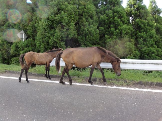 道路でもウマ優先です。