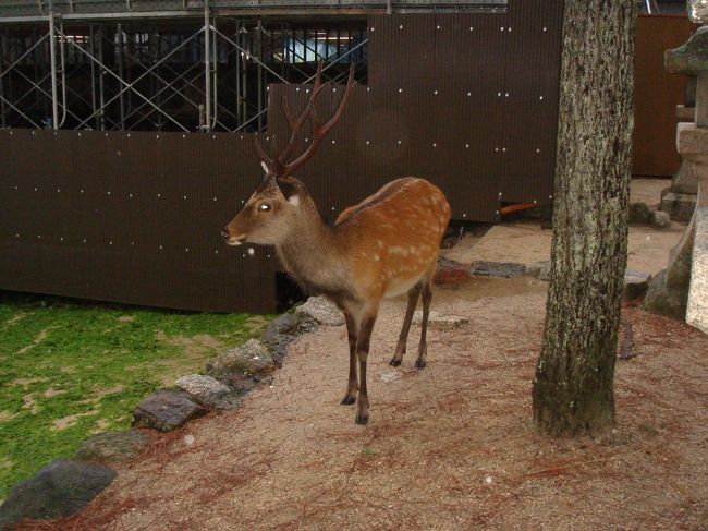 奈良ほどではないけど、やっぱり鹿がたくさんいます。