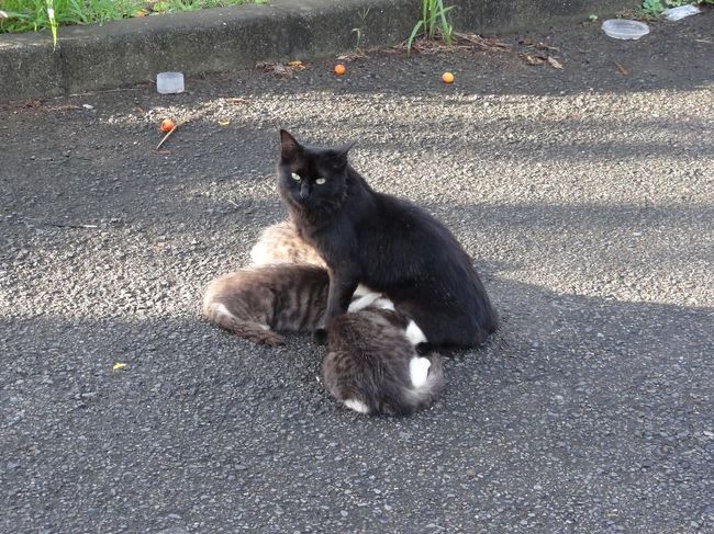 駐車場にはネコが住み着いているみたいです。