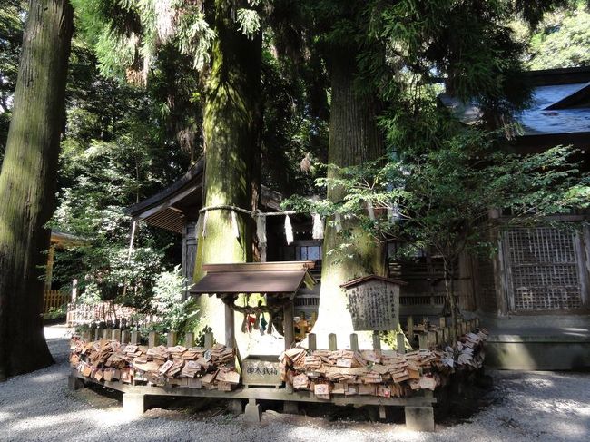 夫婦杉です。手をつないで3回廻ると縁起がいいみたいです。<br /><br />一人旅の人はどうすれば？？