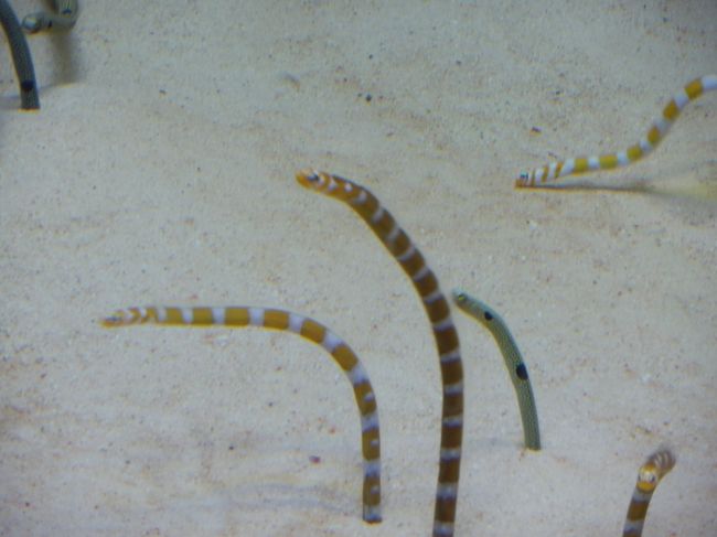 ニョロニョロ。