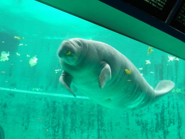 マナティ。