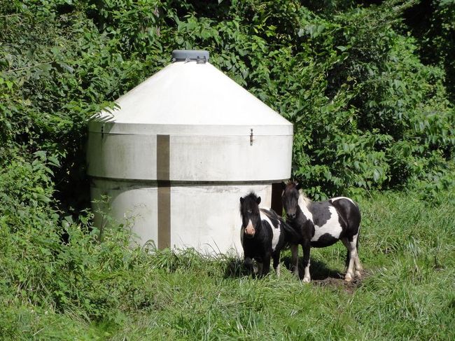 あぁー、うしさんがいるー。