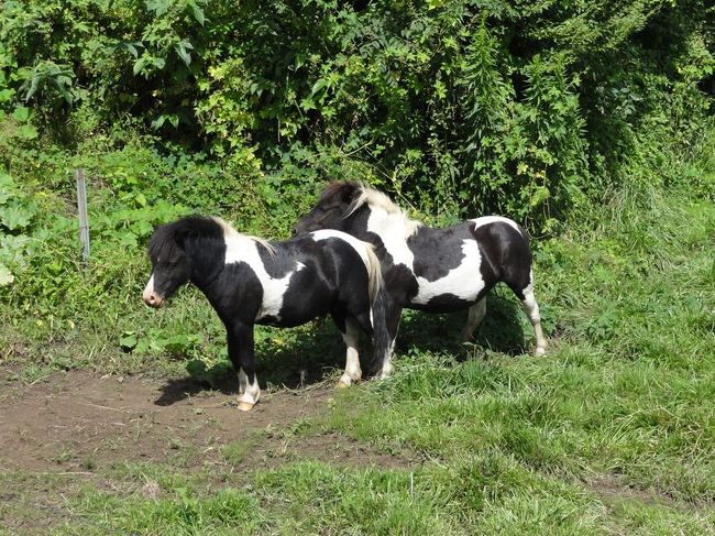 あれ、うま？？<br /><br />ちょー、まぎらわしい！