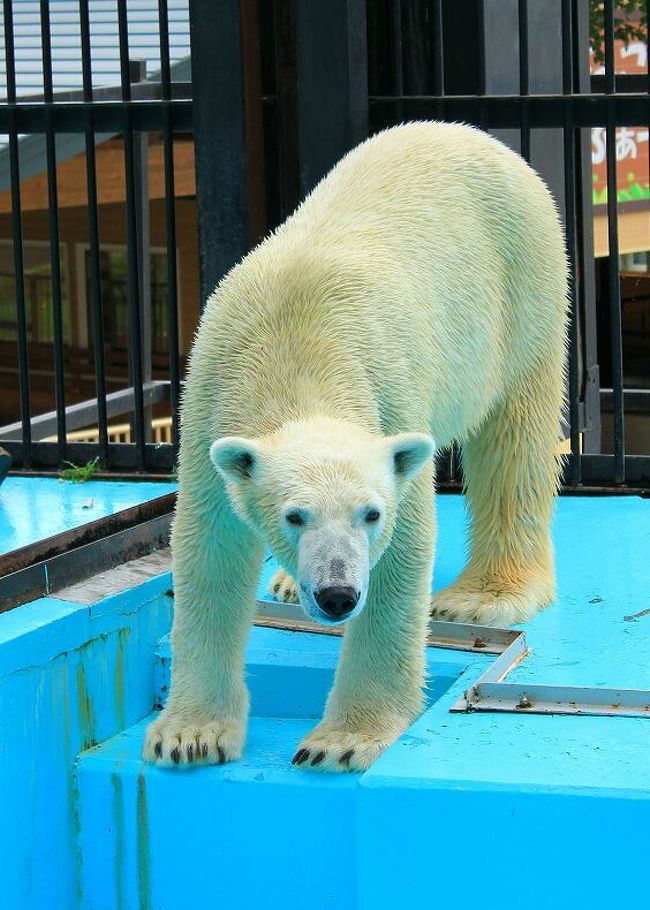 成長したイコロに会いにおびひろ動物園へ』帯広(北海道)の旅行記・ブログ by こざくらさん【フォートラベル】