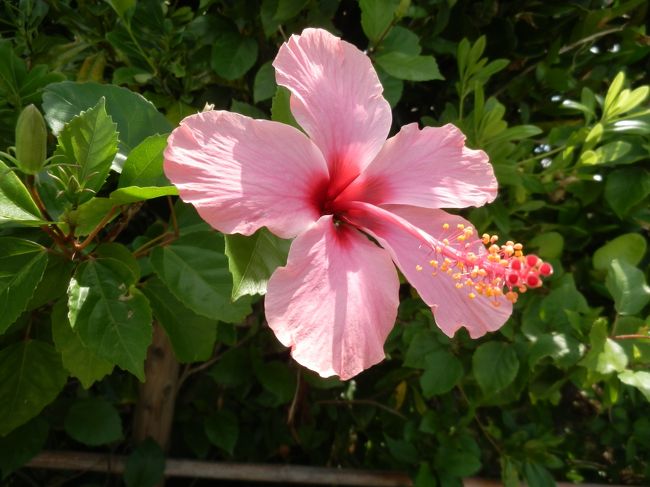 定番の観光名所を巡ったし、<br />ステキなホテルに泊まったし、<br />沖縄フードもがっつり食べて、リフレッシュ。<br /><br />久しぶりの沖縄だったけど、良かったな〜。<br /><br />今度はあまり間をおかず再訪しよう。<br /><br /><br />