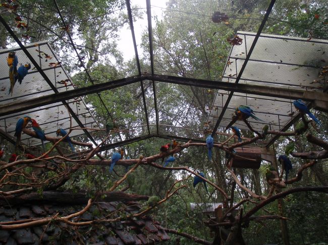 この檻の中に入れたのだけど、間近を鳥がビュンビュン飛んでてビックリ！