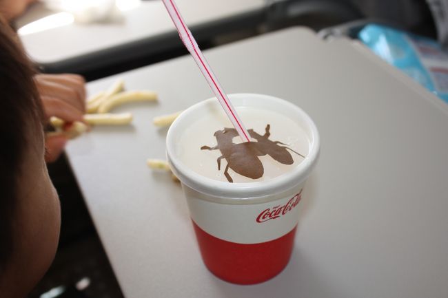 先得を予約して購入期限に空席をチェックしてみると、おともdeマイルに空席を発見。即座に予約変更です。<br />小松便は飛行機も小さく1日1便なので、土日におともdeマイルが空いていた事がなかったのですが、旅行自粛ムードによる空席だと思うと、素直に喜んでいいか複雑な気持ちです。<br /><br />コドモのジュースに折り紙のサービスです。<br />セミ。<br />うまくできています。なんとか壊さずに家まで持って帰りました。