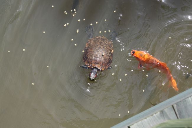 鯉のエサが100円で売られていたので購入。<br />エサを投げるといっぱい寄ってきました。<br /><br />その中にスッポンでない、亀が･･･人相の悪さに大笑いです。