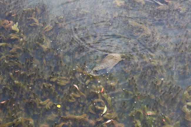 食後はお店のそばの池を散策。<br />「亀さんいるよ」とコドモに言ってから、よく見ると、これはスッポンでは？